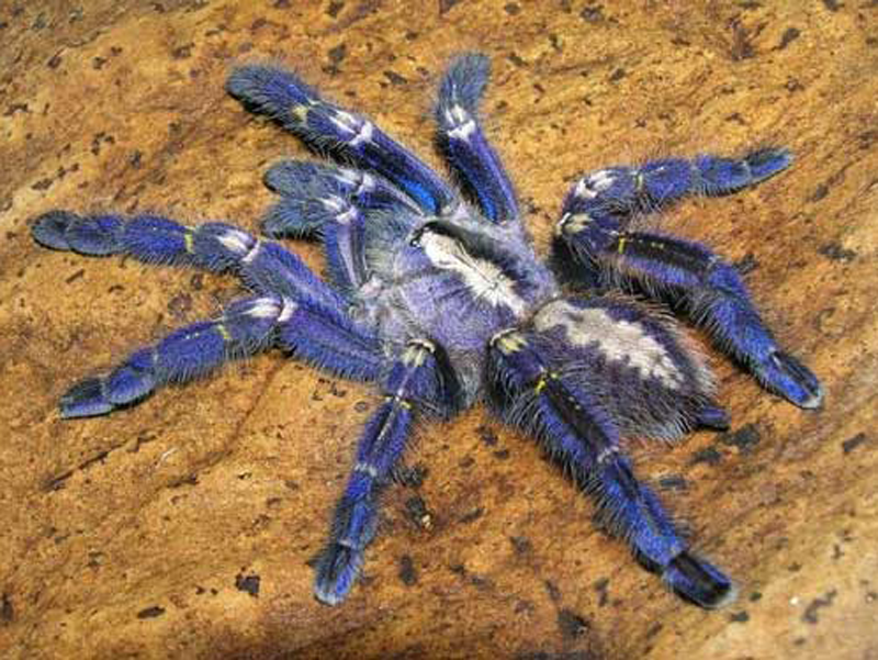 Photo of a blue tarantula