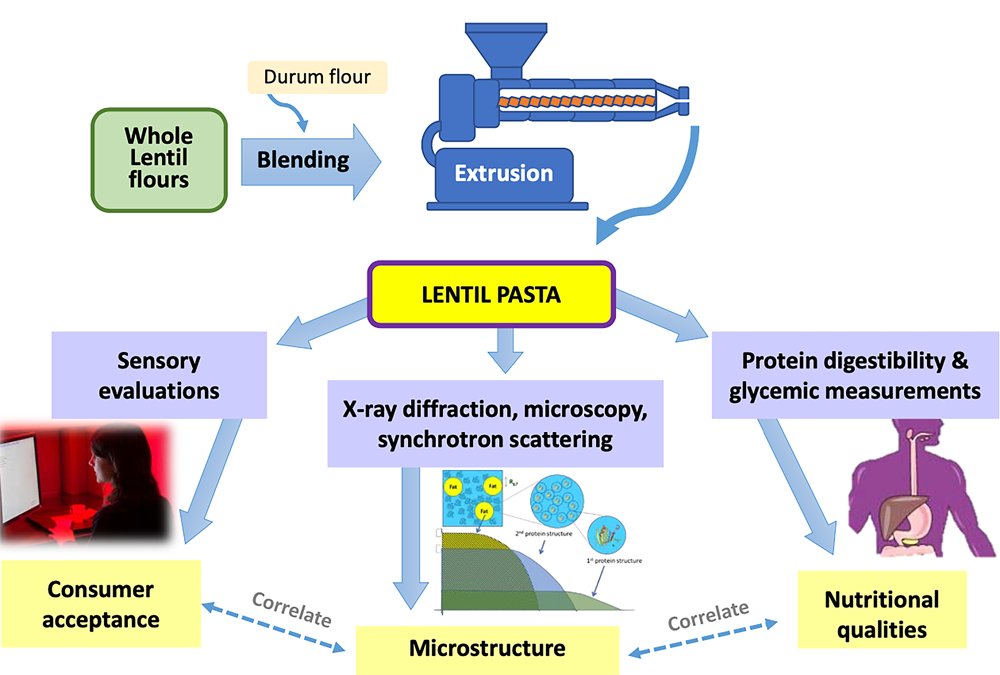 Illustration of flour processed into pasta and then anaylzed by the consumer, microstructures, and nutritional qualities