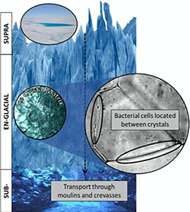 Illustration of a glacier biome