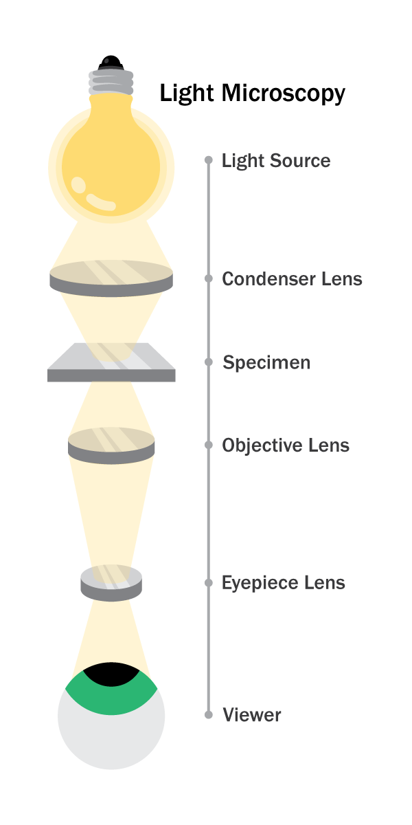 illustration of light microscopy