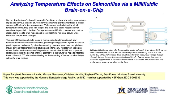 Synopsis of Kuper Banhart's work