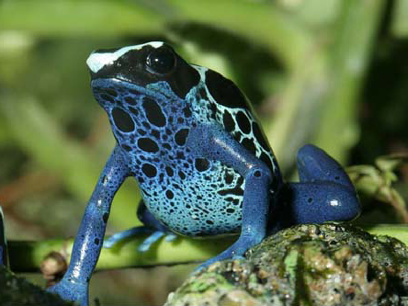 Photo of a poison arrow frog