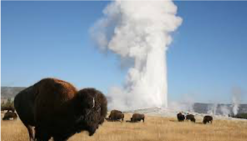 Bison at Old Faithful geyser