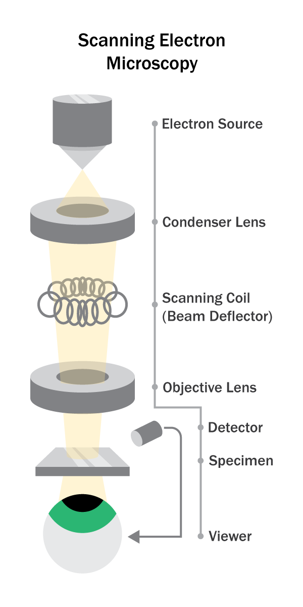 Illustration of scanning electron microscopy