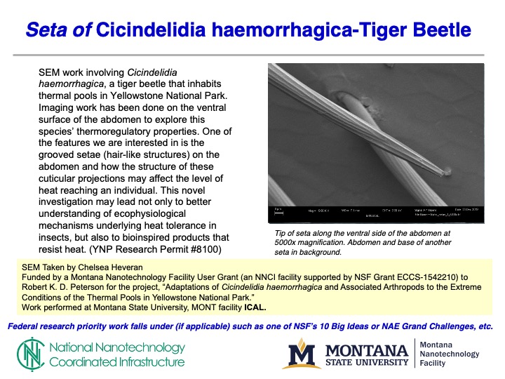 A slide with an SEM image of the abdomen of a tiger beetle
